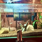 カロスキューマ - 