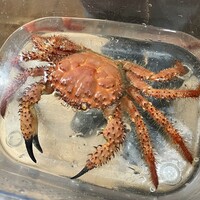 ウシマル - 鯛ノ浦産 ケブカガニ