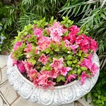 ラ ターブル ドゥ ジョエル・ロブション - 