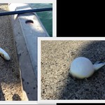 花あさぎ - フグか釣れました。