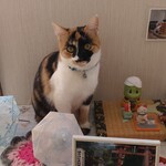 シトロン - 看板ねこのココちゃん。人懐っこくて可愛い