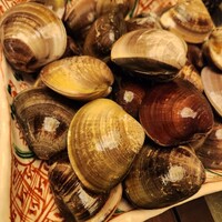 桑名蛤料理・蛤しゃぶしゃぶ 貝新 - 