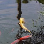 十割そば　しんざん - 池の鯉