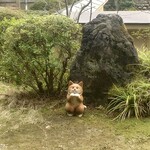 金沢犀川温泉 川端の湯宿 滝亭 - 猫