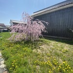 綿向山ビレッジ キッチン&ゲストハウス - しかも桜色が濃い〜