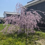 綿向山ビレッジ キッチン&ゲストハウス - こんな桜みたことあります？