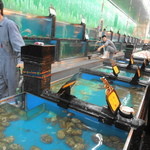 万宝海鮮舫 - ものすごい広さの生け簀なんです