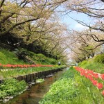 支那蕎麦屋 藤花 - せせらぎ緑道の桜＆チューリップ