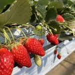 保谷農園 - 料理写真: