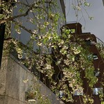 赤坂 菊乃井 - 紅枝垂れ桜　帰りにもう暗くて、ちょっと残念ですが