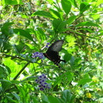 Cａｆｅ ichara - 蝶々♪