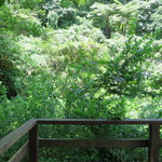 Cａｆｅ ichara - 緑が沢山♪