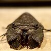 WASHOKU たか木 - なかなかコワモテの面構え宮崎産のウチワ海老は、地元ならではの海老。地元ではパッチン海老と呼ばれるセミ海老の一種。