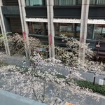 肉寿司 肉和食 KINTAN - 桜がみえます