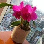 The Lounge Park Hyatt Seoul - テーブルの上のお花