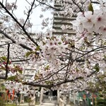スシコーヒー - 土佐稲荷神社の桜
