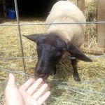 メーメーベーカリー - ひつじ４