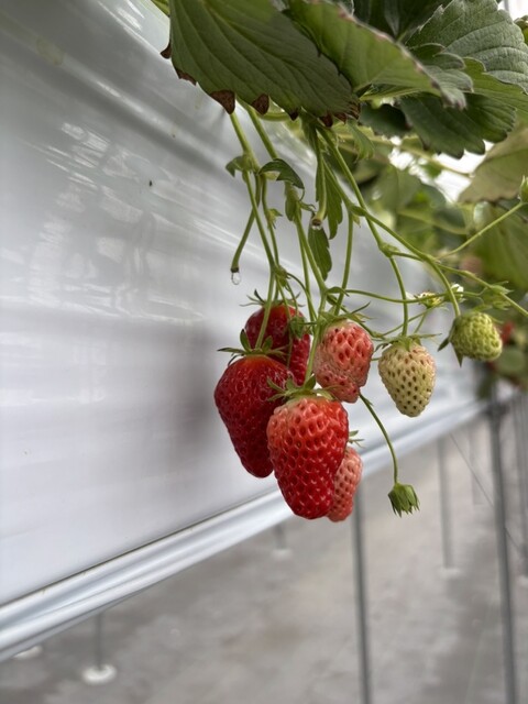 nagakute hayasuto famu