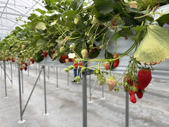 nagakute hayasuto famu photo 2