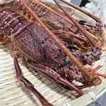 鍋・海鮮居酒屋 伊勢海老 たくと 大阪本町店 - 