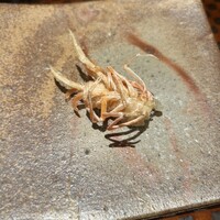 天ぷら 銀座おのでら 並木通り店 - 