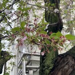 楽観 - 桜散りかけ