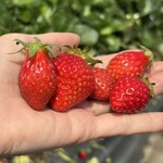 姫路ハートフル観光農園 - 