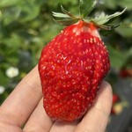 姫路ハートフル観光農園 - 