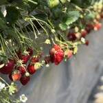 姫路ハートフル観光農園 - 