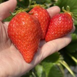 姫路ハートフル観光農園 - 