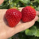 姫路ハートフル観光農園 - 