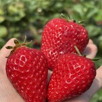 姫路ハートフル観光農園 - 