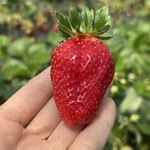 姫路ハートフル観光農園 - 