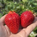 姫路ハートフル観光農園 - 