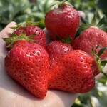 姫路ハートフル観光農園 - 