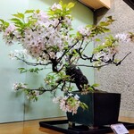 銀座ろくさん亭 - 山桜の盆栽