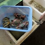 Tang Jai Yoo Chinese Restaurant - エビやカニの食材の並んだ入り口を通って店内に入ります。 
            
            