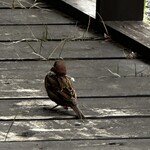 ブーランジェリー アンアミー - スズメも美味しいパンを貰いにテラスに…