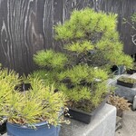 南房総 やまと寿司 - 