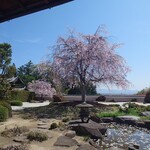 そば切り こごろ - 正法寺枝垂れ桜