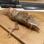 鮨 いくた - ガスエビ（生サンプル）