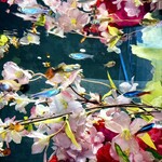 すし 堺 - ［全く関係の無い、別の日］②市内、某所。3月。