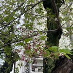 ラーメン専門 宮の森 - 桜散りかけ