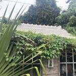 りんごカフェ - 