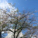 ラーメン二郎 - 少し葉桜に♪