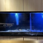 新宿 天麩羅 鮨 きた川 - 水槽内を泳ぐ海老