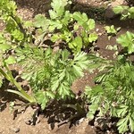 インデアンレストラン  ニューミラ - 