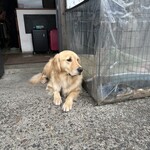 イル・ピッツァイオーロ - 