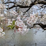 晩杯屋 - ほろ酔いで花見