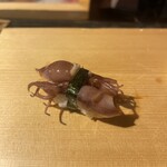 鮨ざこや - ホタルイカ